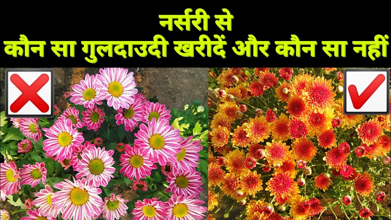 नर्सरी से कौन सा गुलदाउदी खरीदें, Best Chrysanthemum for beginners, Perennial Variety