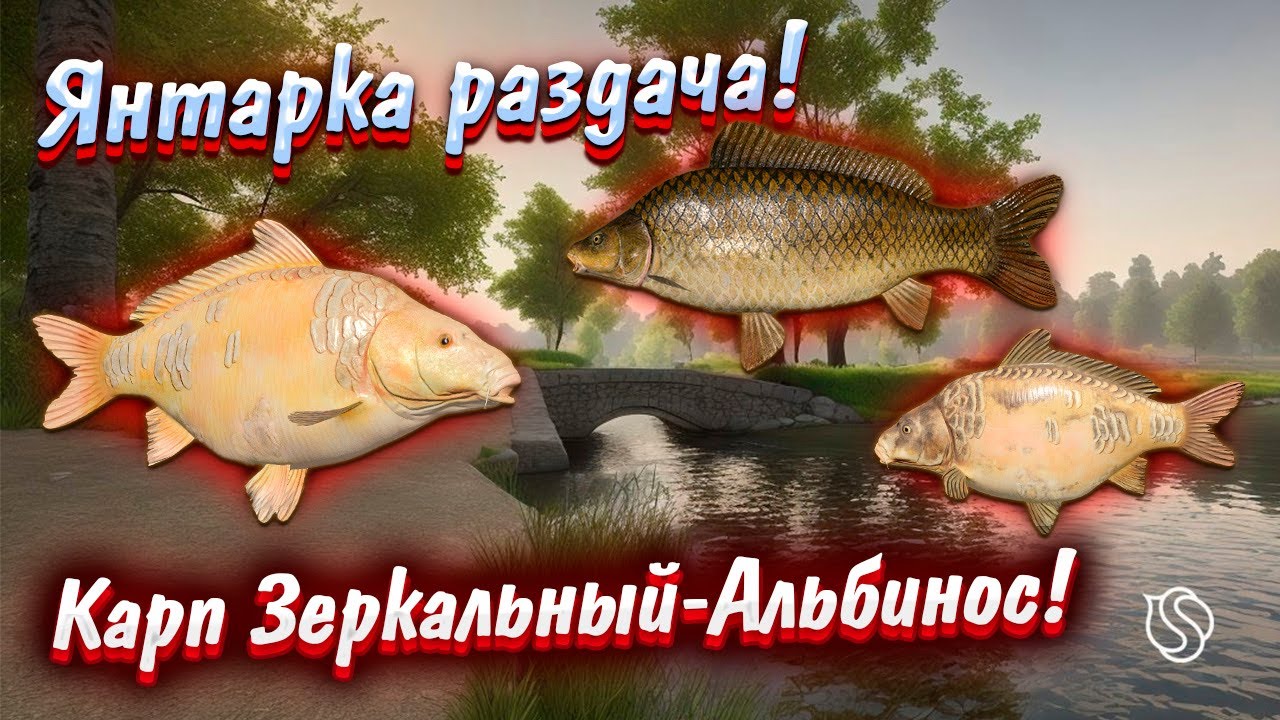 Янтарка Раздача Карпа Зеркальный Альбиноса + Трофы | Где клюёт Карп Зеркальный Альбинос ? | #рр4