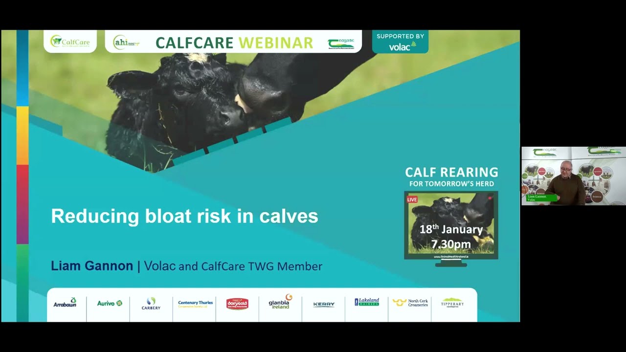 New insights into how to prevent bloat in calves