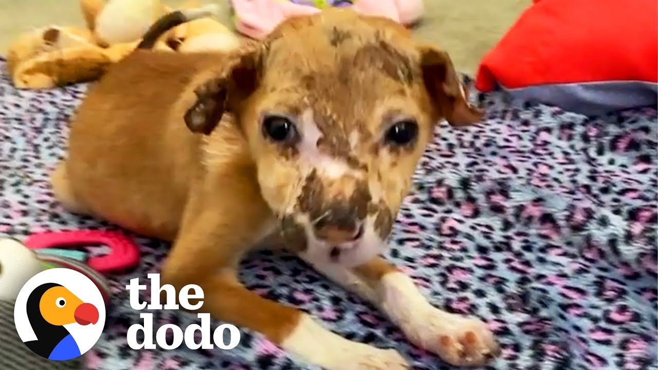 Street Puppy Runs Into Her New Dad's Arms | The Dodo Heroes