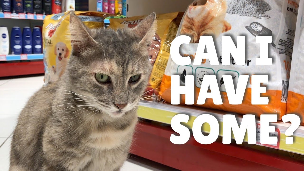 Hungry cat walked in the store and meowed for food