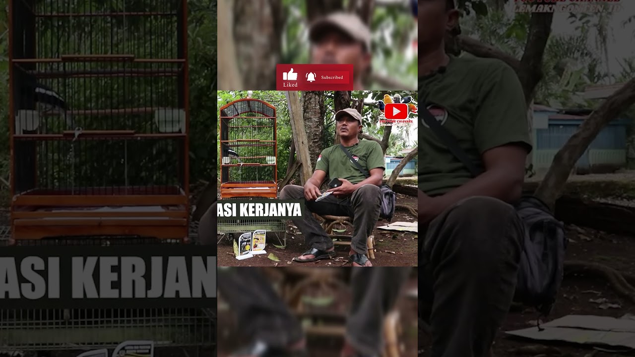 CATAT ! TIPS MEMILIH KACER YANG BAGUS | CIRI CIRI KACER PROSPEK UNTUK GANTANGAN | KACER BUKA EKOR