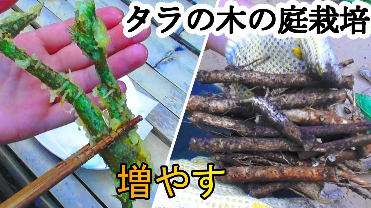 庭でタラの芽栽培とタラの芽の天ぷら　田舎暮らし　自給自足