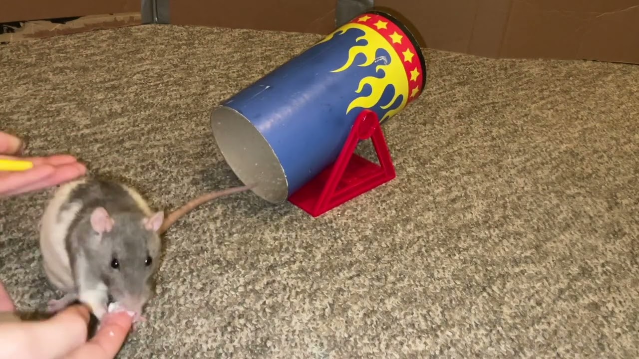 Best of Blueberry the Rat's Tricks!