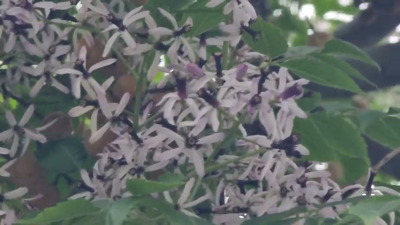 мелия азедарах на улицах Баку