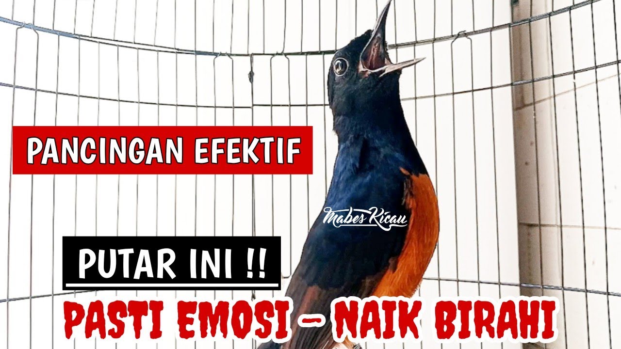 PANCINGAN MURAI BATU EFEKTIF NAIKKAN EMOSI DAN BIRAHI‼️SEKALI PUTAR MURAI BATU APAPUN LANGSUNG NYAUT