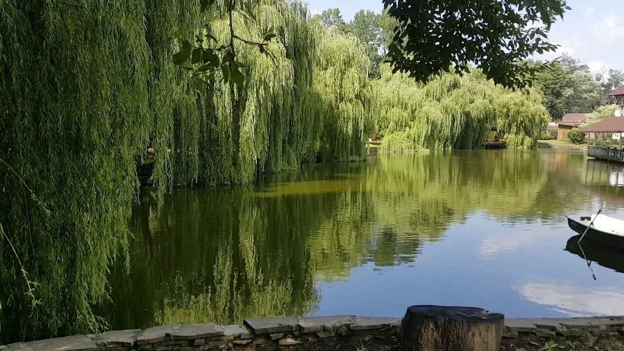 Кура Цеце 5