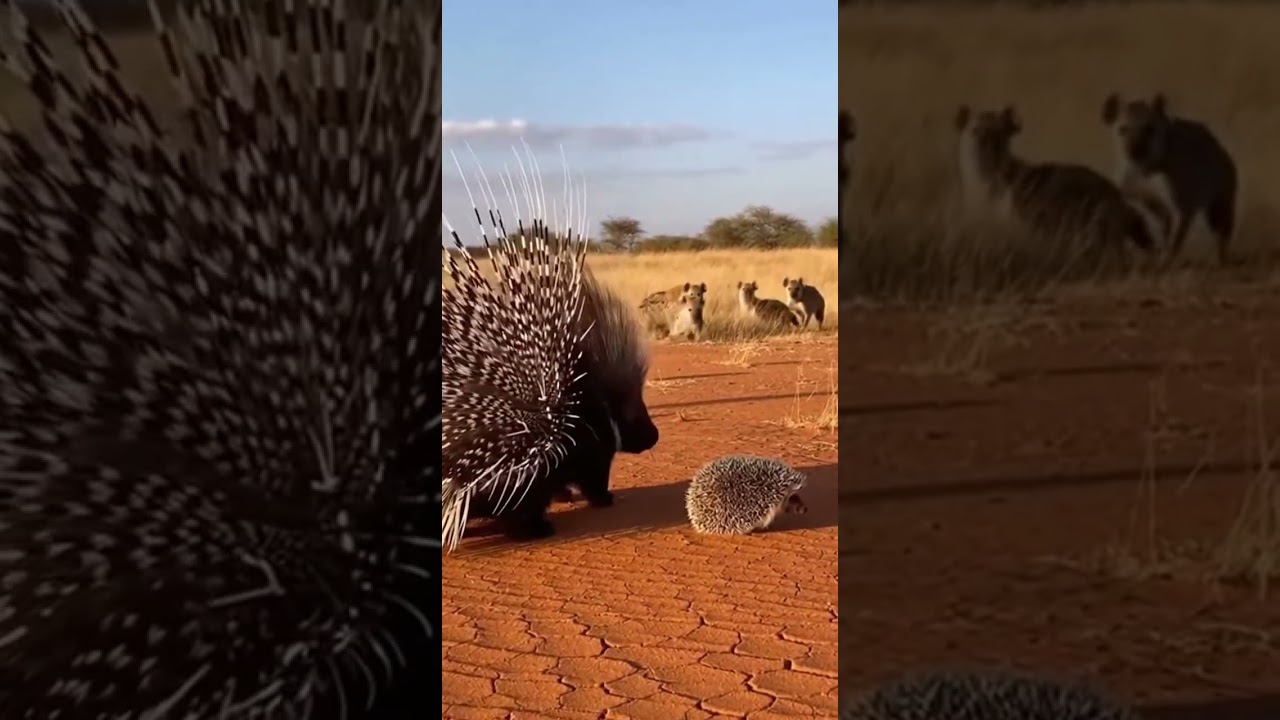 When Porcupine Meets Hedgehog Unexpected Friendship Blossoms 