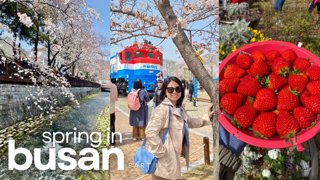 spring in busan 🌸🍓: part i | jinhae cherry blossom festival