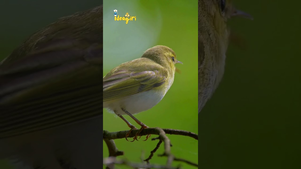 Willow warbler bird— 
