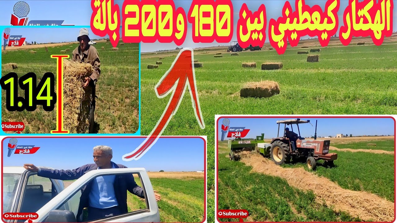 مئة في المئة فلاح: تجربة ناجحة في زراعة الفصة وبيعها بإقليم سيدي بنور