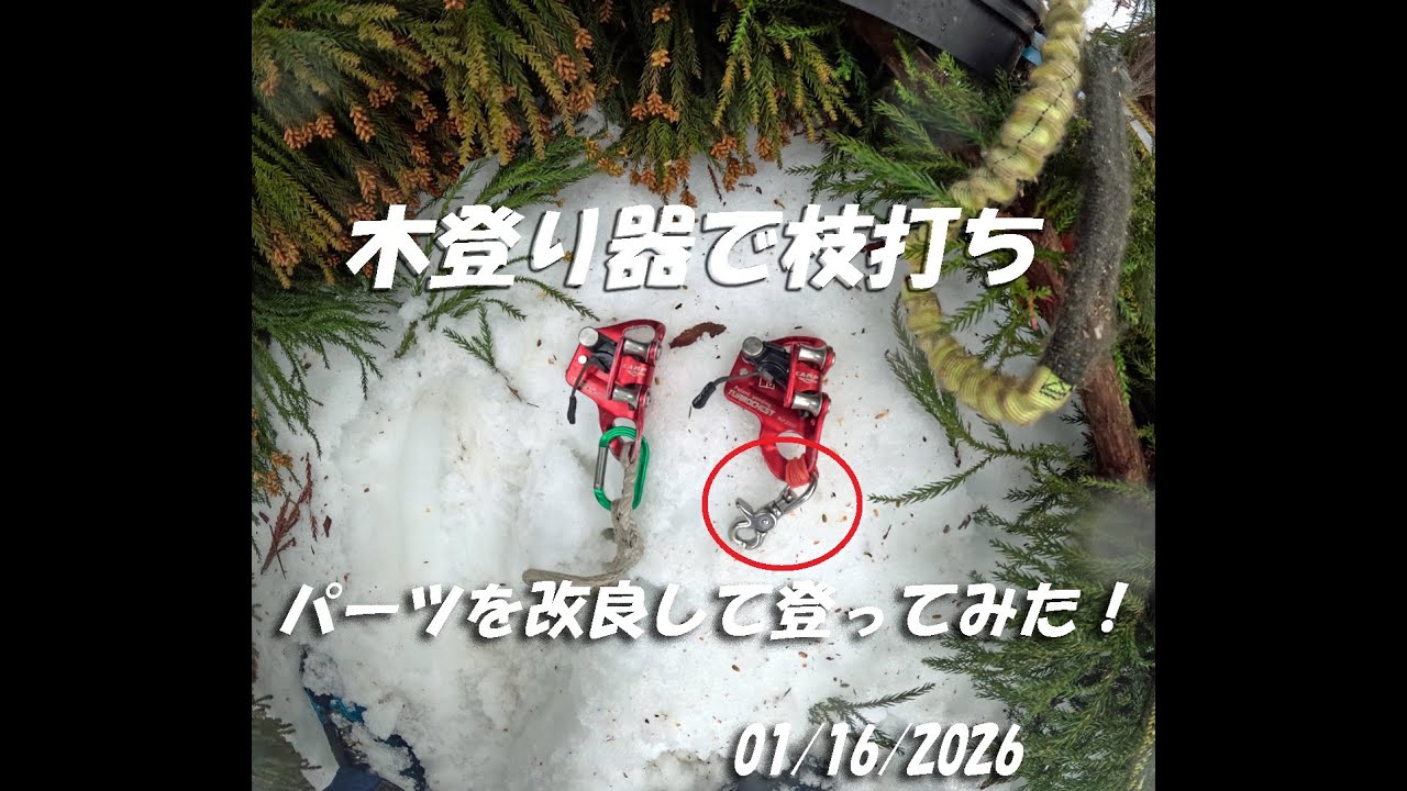 ロープロケット改良して木登り器で枝打ち：大源太農園20260116
