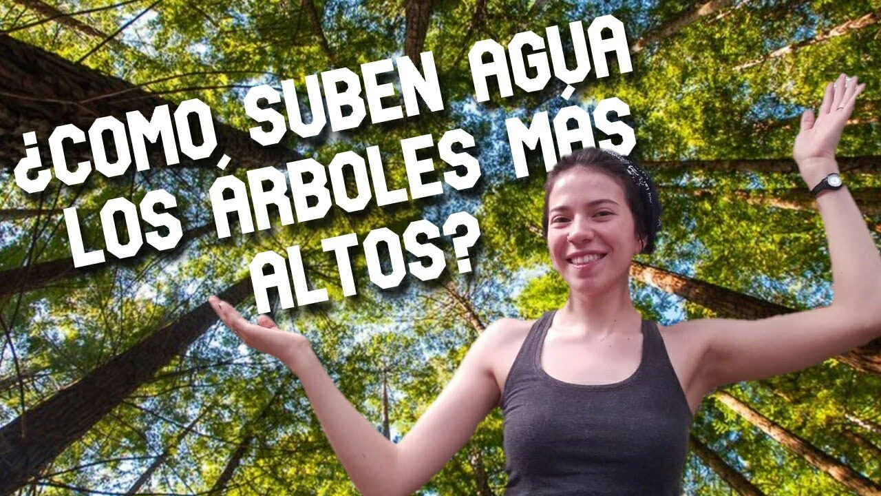 Los tejidos vasculares | Xilema y Floema