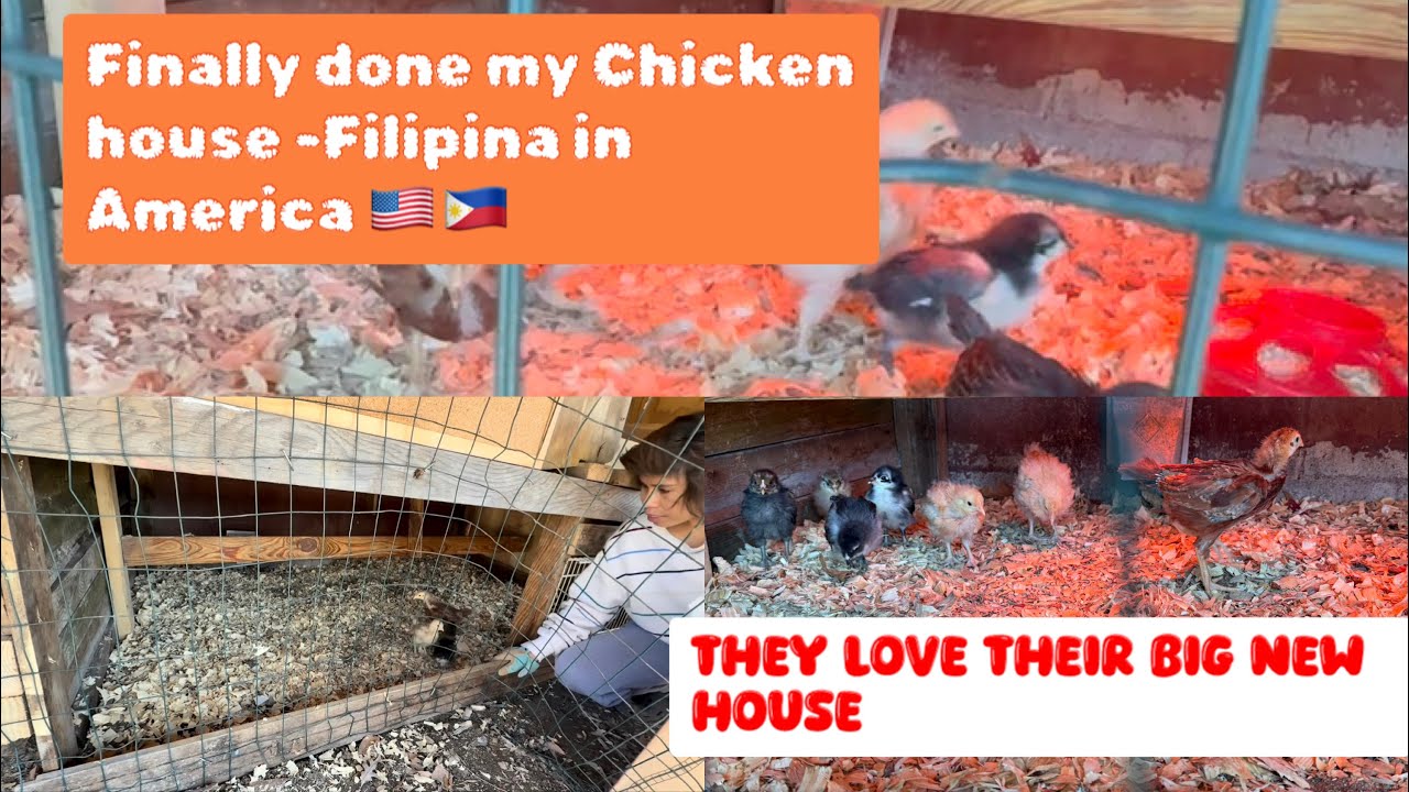 Filipina build the chicken house-Part 4 | #filipinayoutuber #filipinoinamerica