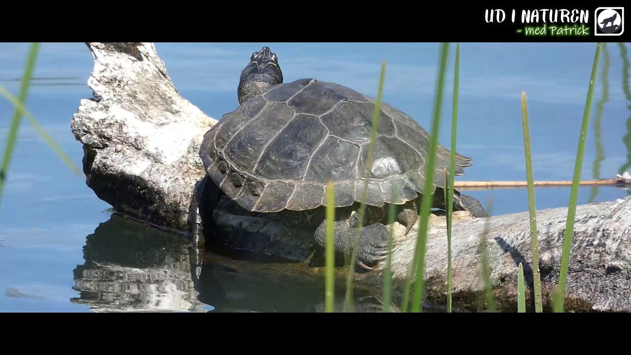 Invasive Skildpadder i Sønderborg