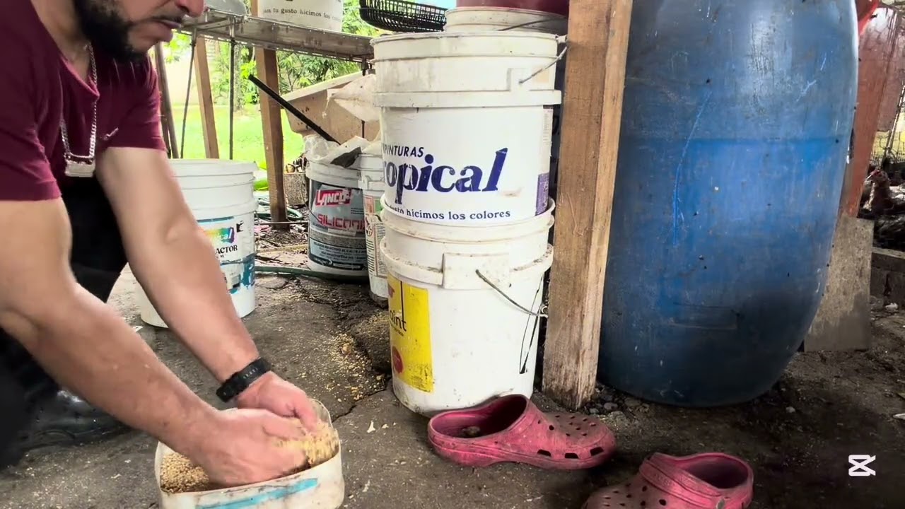 Hoy limpieza en la granja y además encerramos algunos animales para medicarlo y alimentarlos bien 🐓