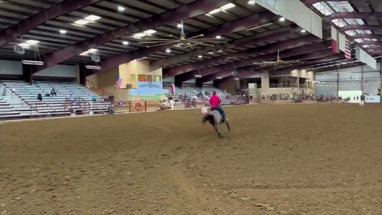 M R Vegas Royalty 2020 bay roan mare 