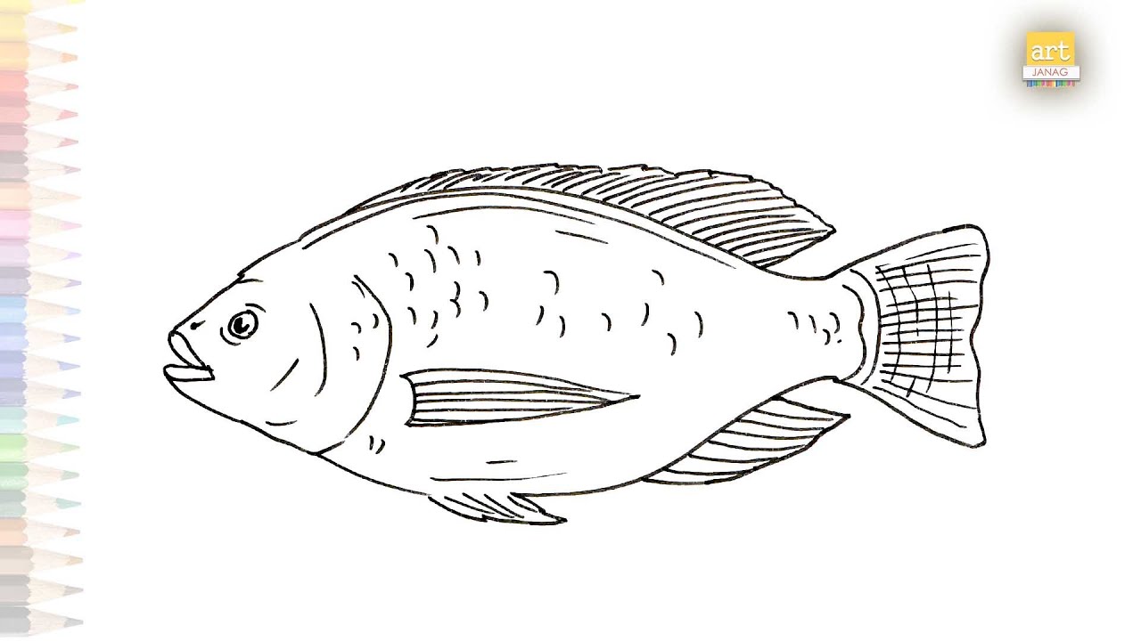 Nile tilapia fish drawing | Fish drawing tutorials | How to draw Nile tilapia step by step