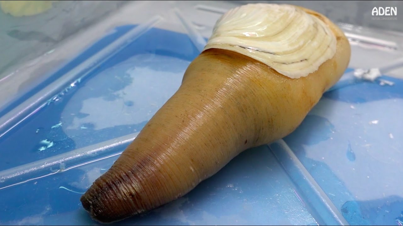 象拔蚌 生魚片 - 日本小吃