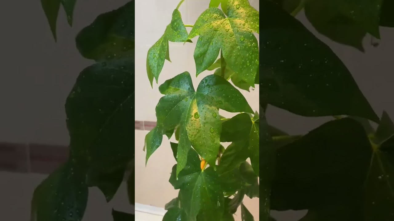 Снижаем стресс после душа #flowers #plants #цветыдлядома #душдлярастений #уходзарастениями