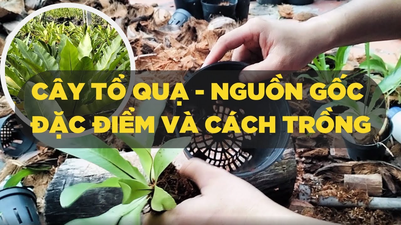 Cây tổ quạ: Nguồn gốc, đặc điểm và cách trồng