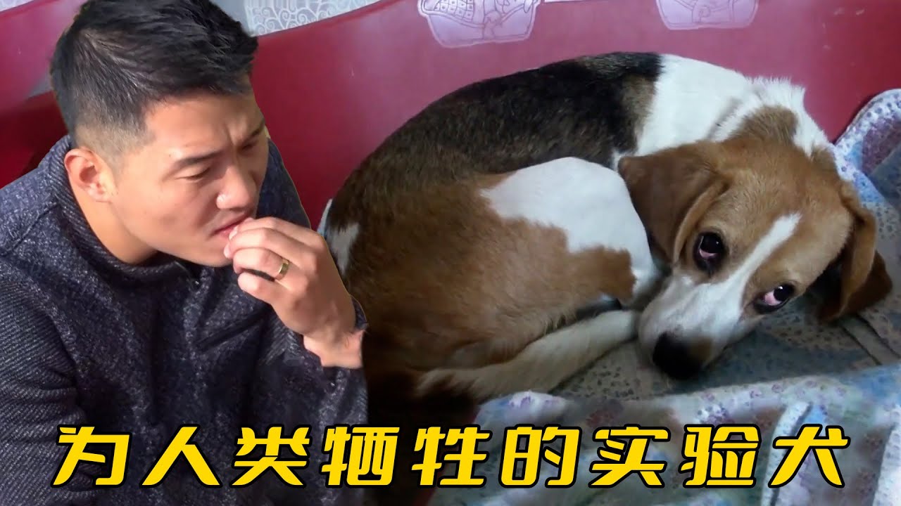 實驗犬比格為人類奉獻5年，退役後卻無法正常生活，訓犬師溫柔化解心防