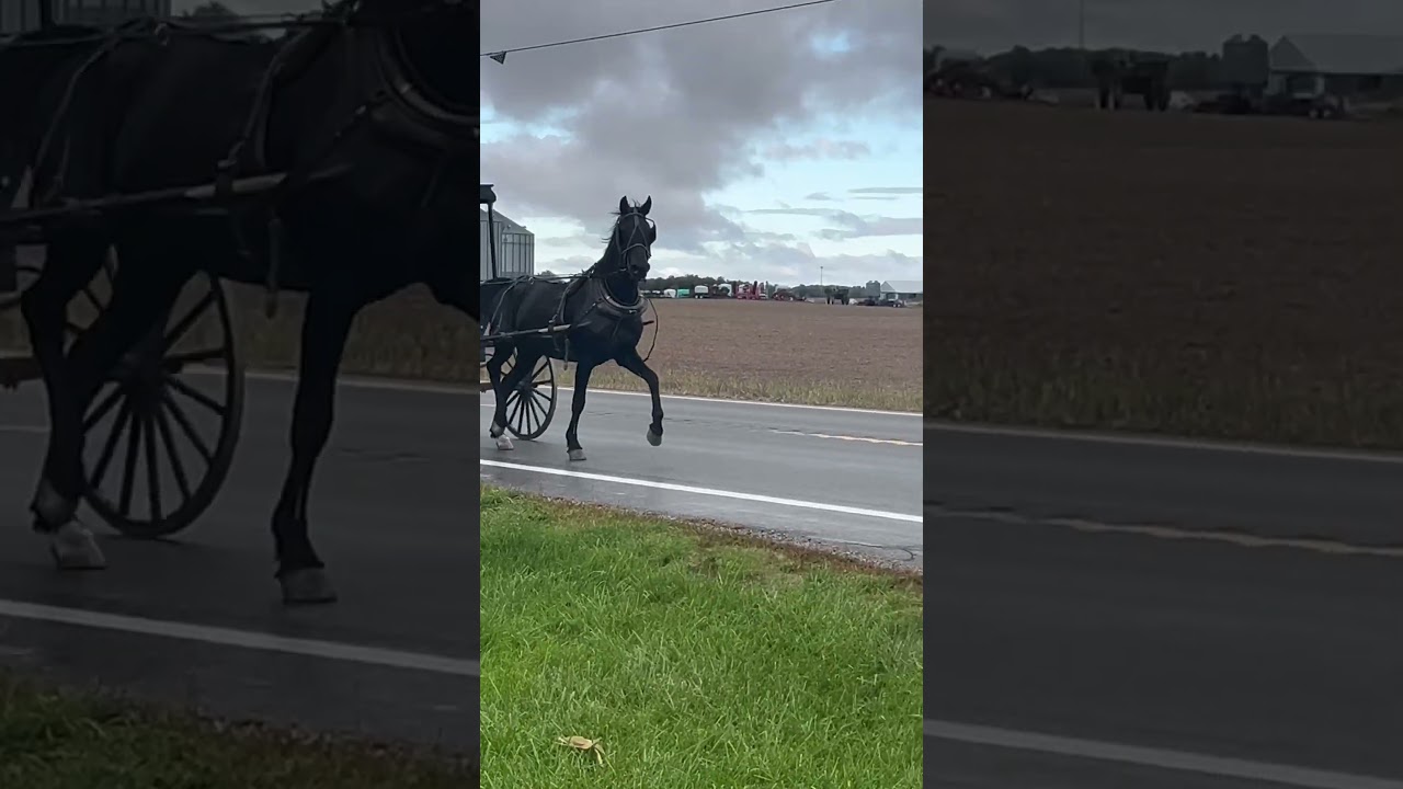 Amish lady waving to me in  her buggy and horse  ￼Kenton Ohio 10/14/24