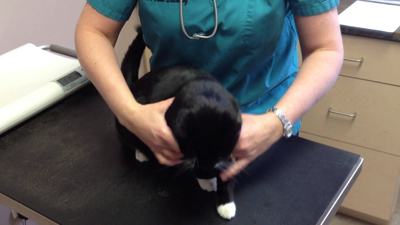 Veterinarian at Cambridge Cat Hospital Performs Exam