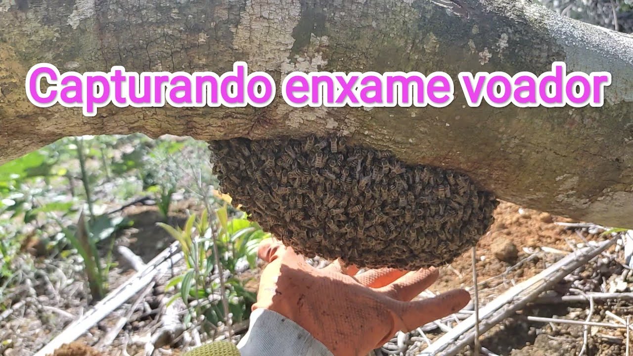 Como capturar um enxame voador