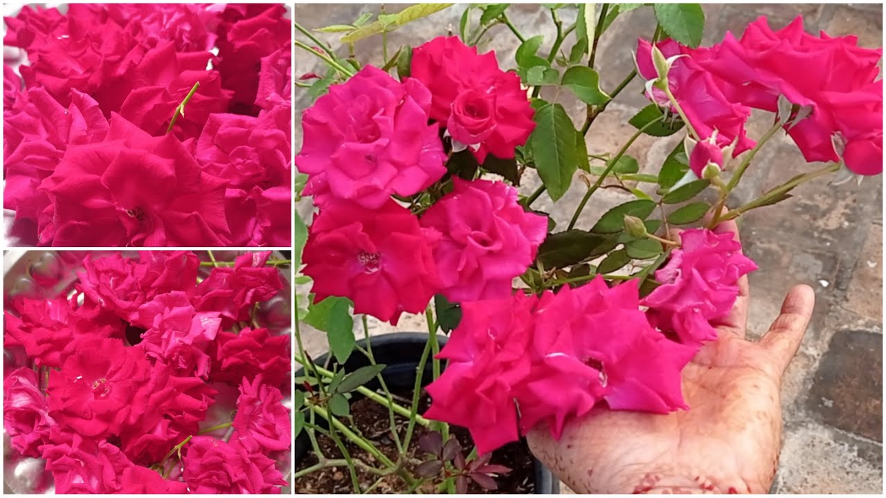 Просто подкормите кашмирские розы этими двумя удобрениями. Будет много цветов! Обязательно попроб...