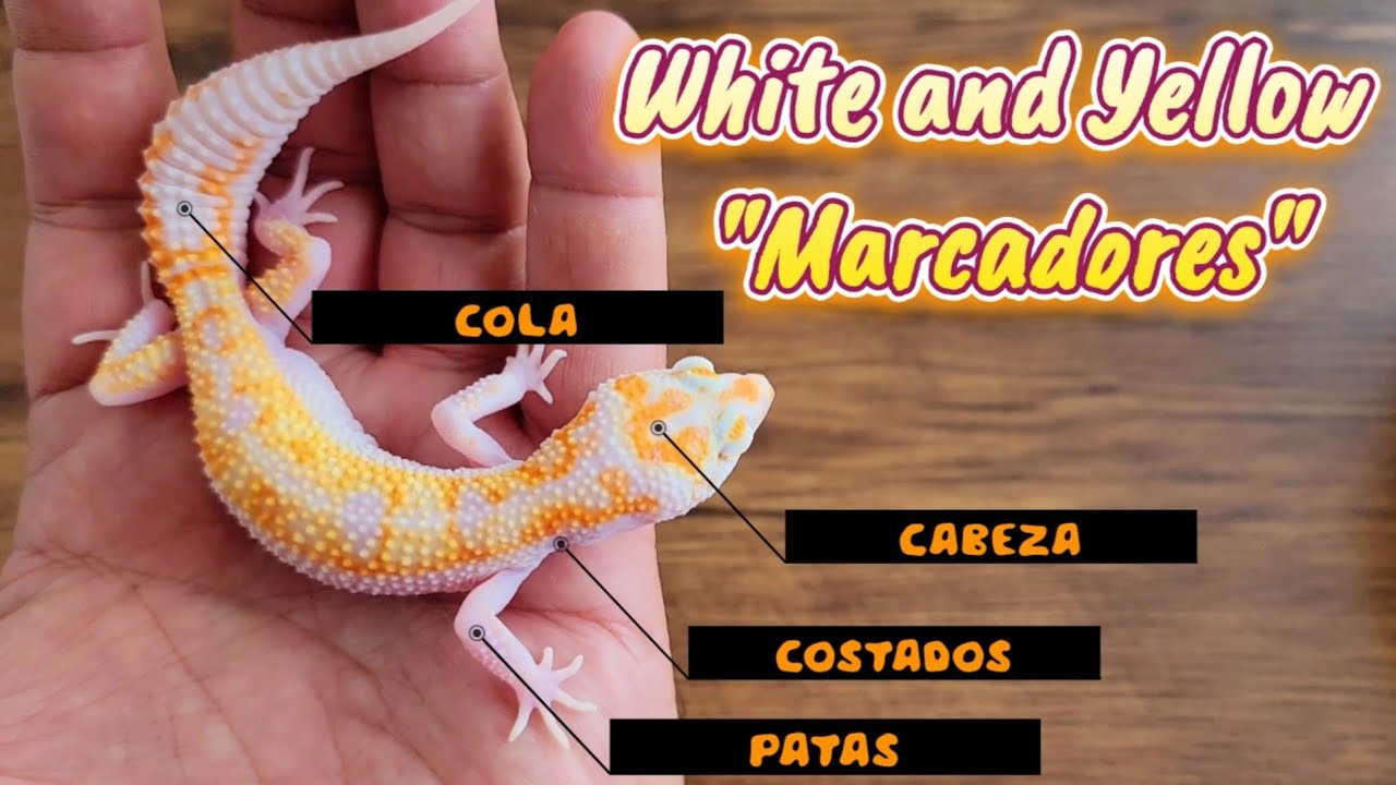 GECKO LEOPARDO GENETICA WHITE AND YELLOW ¨ Todo lo que debes de saber sobre los MARCADORES DEL W&Y ¨