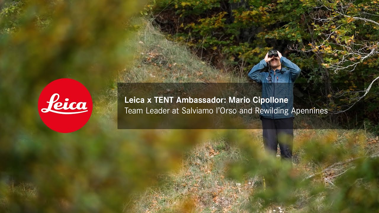 Leica x TENT Ambassador: Mario Cipollone, Team Leader at Salviamo l’Orso and Rewilding Apennines