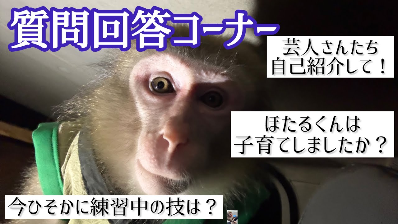 質問コーナーへの回答🐵🙋‍♀️🙋【戦豆の猿まわし】