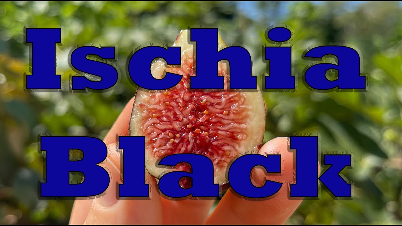 Ischia Black - A good tasting fig