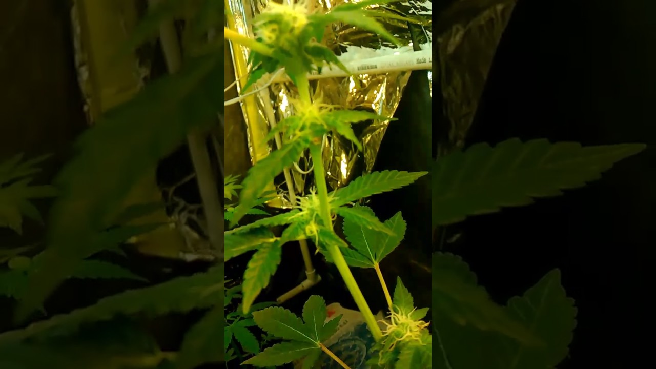 poor man indoor grow week1 flower
