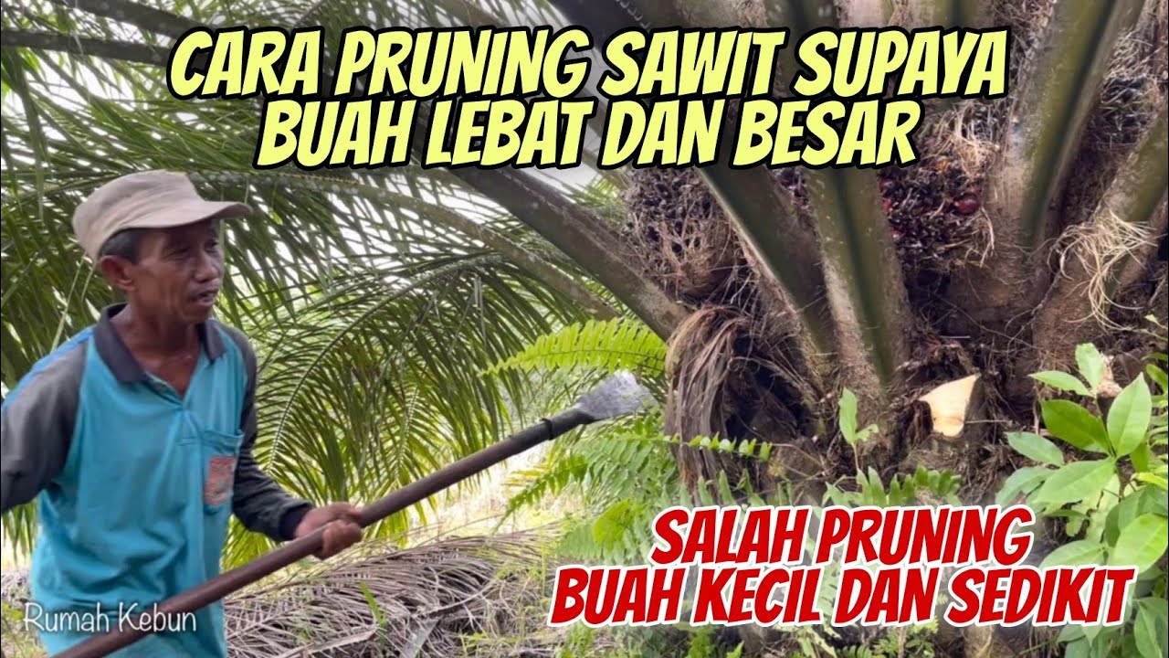 Cara Pruning Sawit yang Benar usia 3, 4 dan 5 Tahun