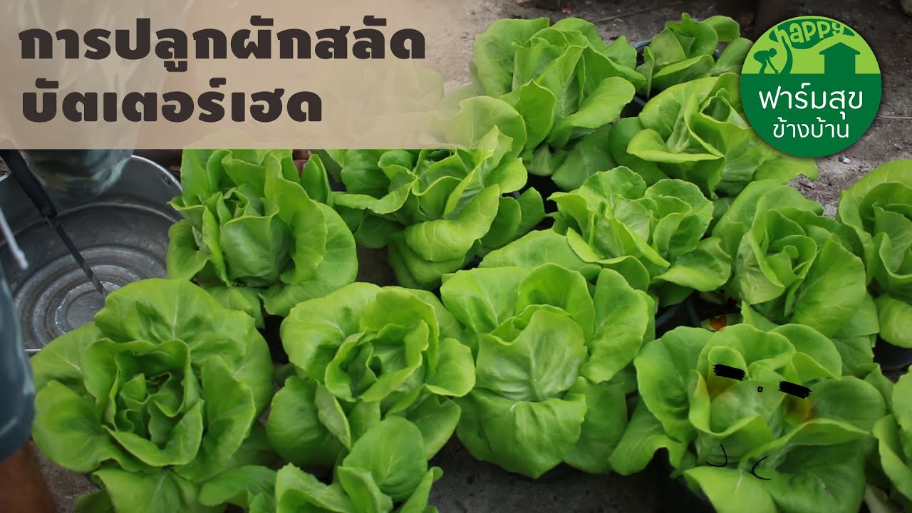 การปลูกผักสลัด 