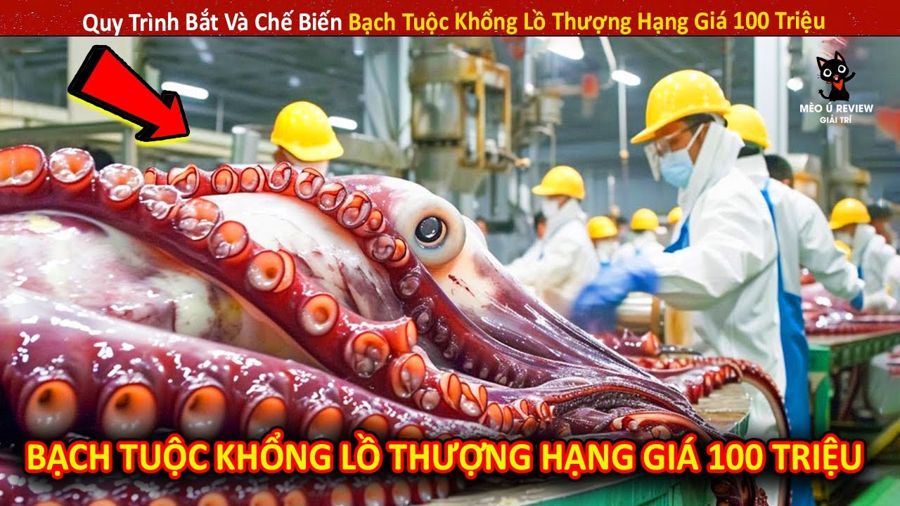 Quy Trình Bắt Và Chế Biến Bạch Tuộc Khổng Lồ Thượng Hạng Giá 100 Triệu || Review Giải Trí Đời Sống