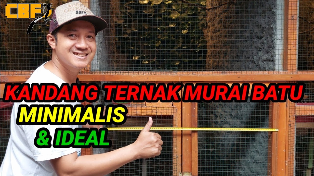 KANDANG TERNAK MURAI BATU MINIMALIS DAN IDEAL