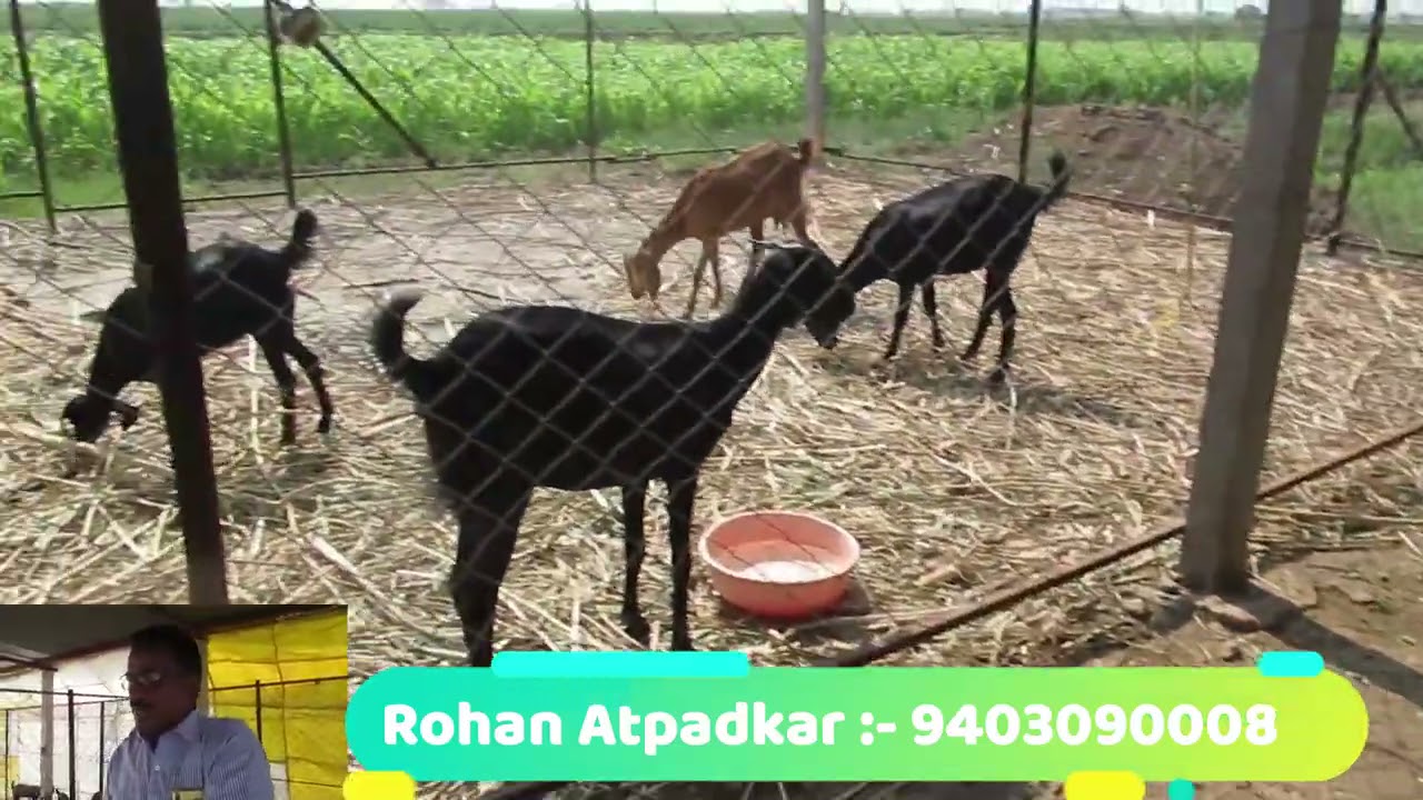 Beetal Cross Osmanabadi & Gavran Goat Farm#Rohan Atpadkar Pandharpur