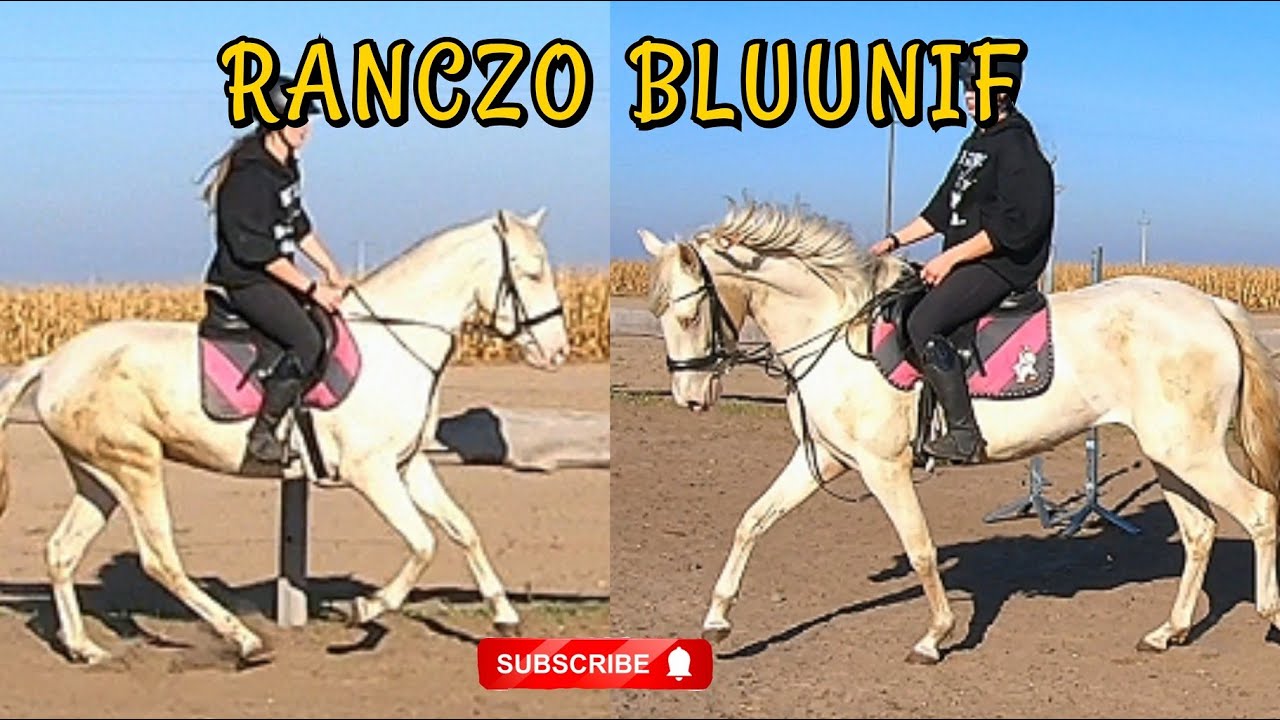 JAZDA NA ZŁOTEJ / PERLINO HORSE