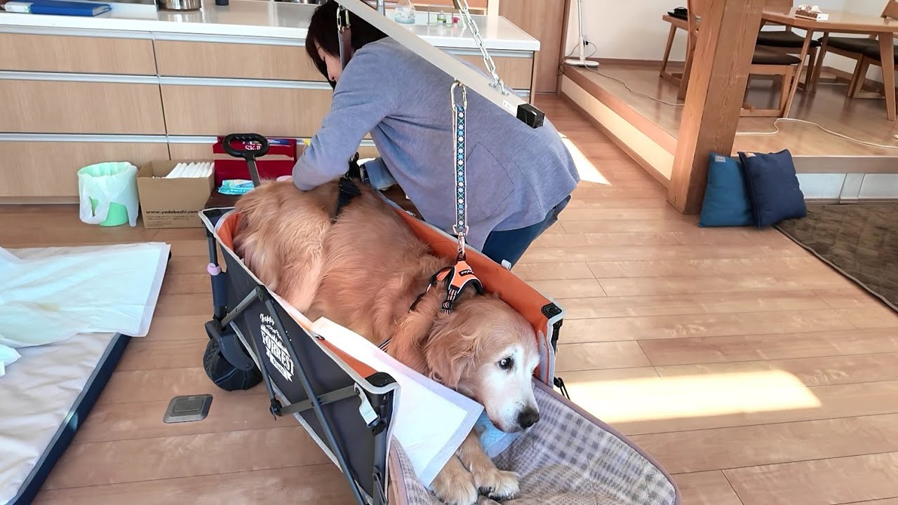 【亡くなる８日前】発作と睡眠障害に悩まされるようになる。病院へ。【Golden Retriever japan】