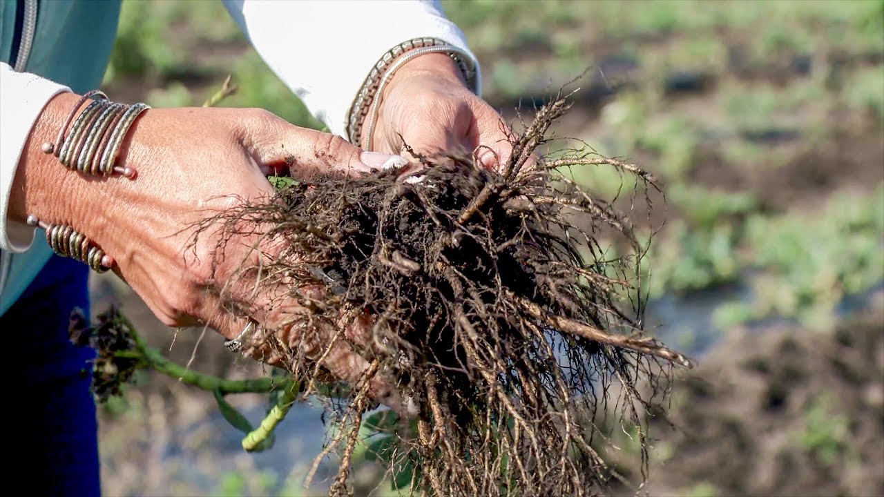 Growing Rhodiola Rosea (Arctic Root)