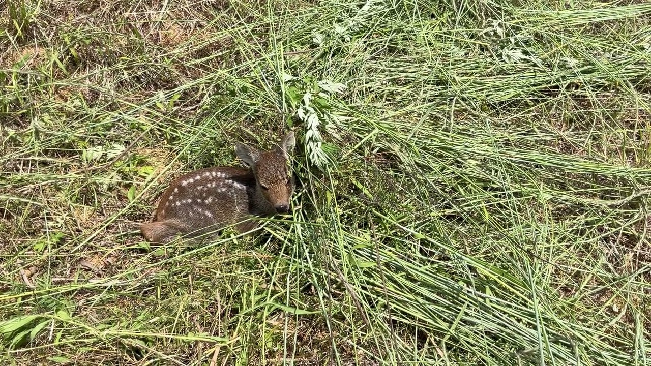 #The little  water deer&rsquo;s  rest [Korean water deer]