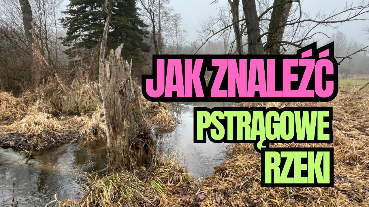 Gdzie na pstrągi. Zobacz, jak to się robi i nie zadawaj pytań #wędkarstwo #pstrągi2024