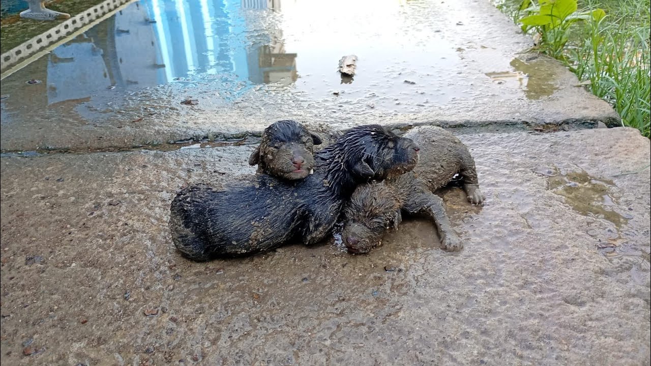 3 Newborn Puppies Were Dying in Chemical Water 💔 | Watch Their Beautiful Transformation