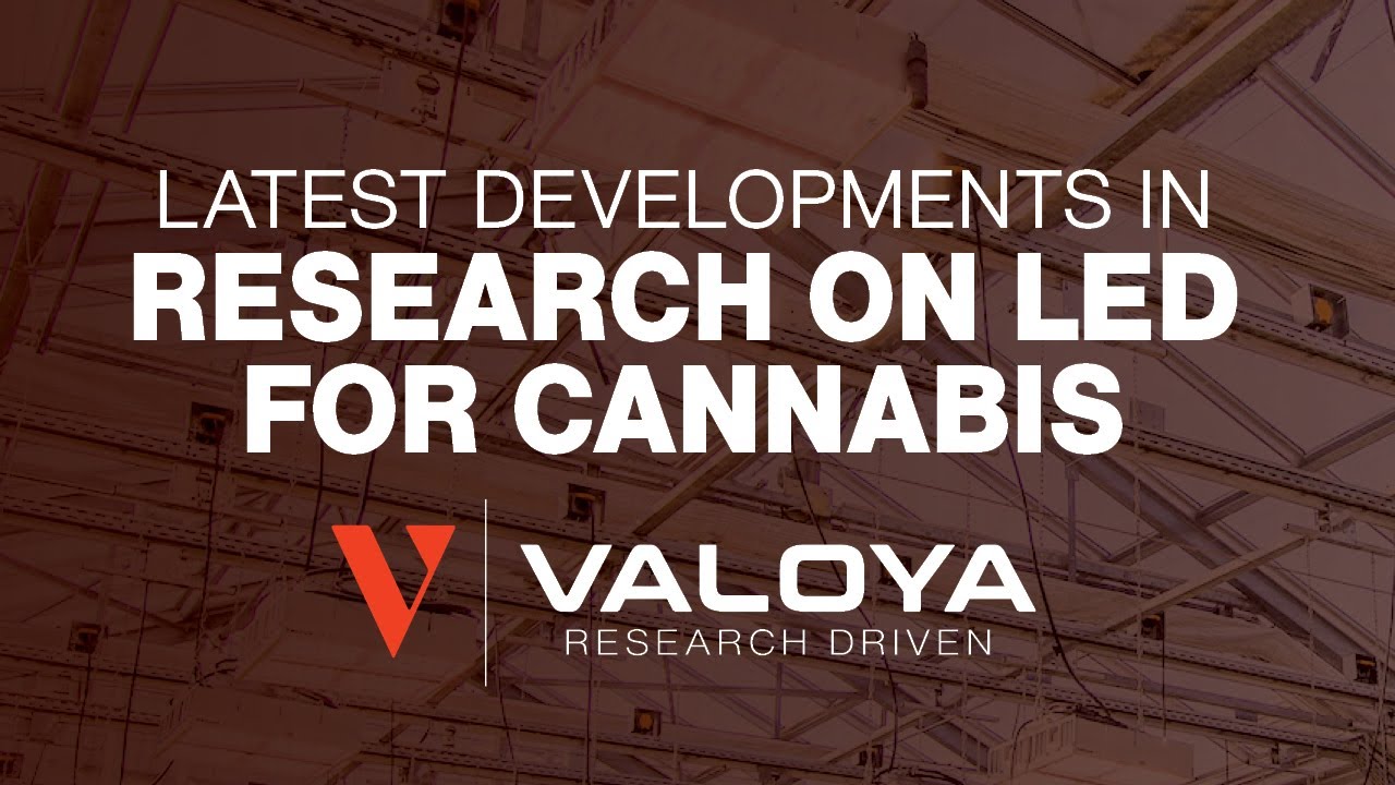 Latest Developments in Research on LED for Cannabis