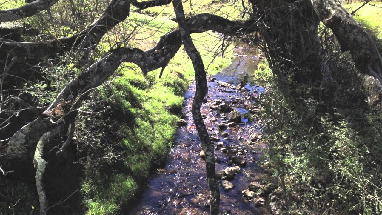BaNdula - Bosque de Agua
