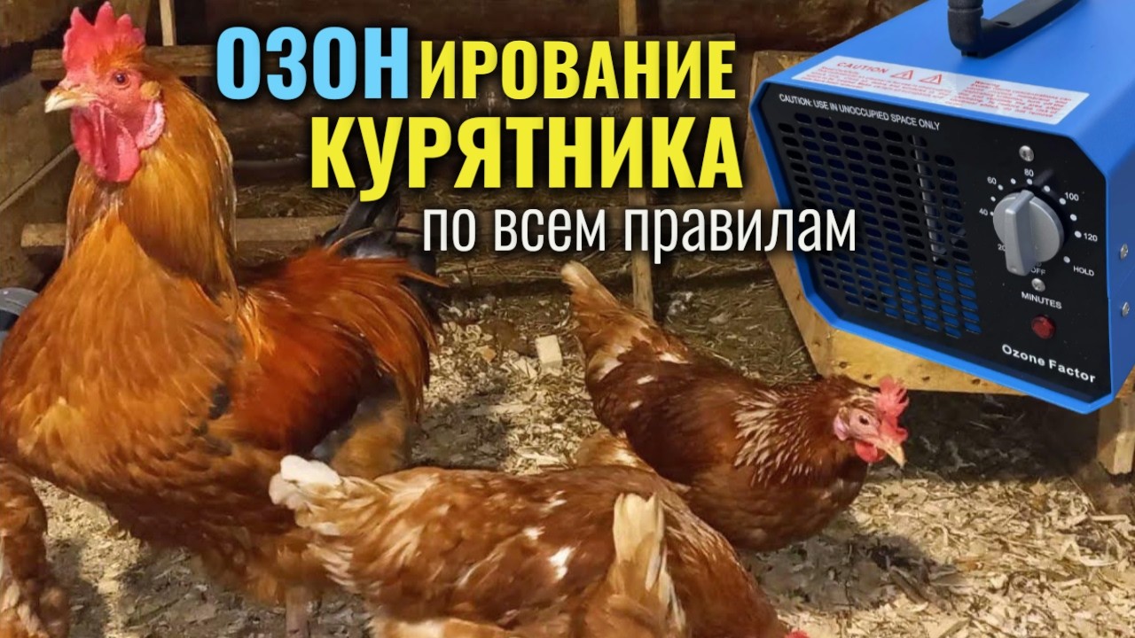 ОЗОНирование (дезинфекция) курятника по всем правилам БЕЗ ВРЕДА ДЛЯ КУР