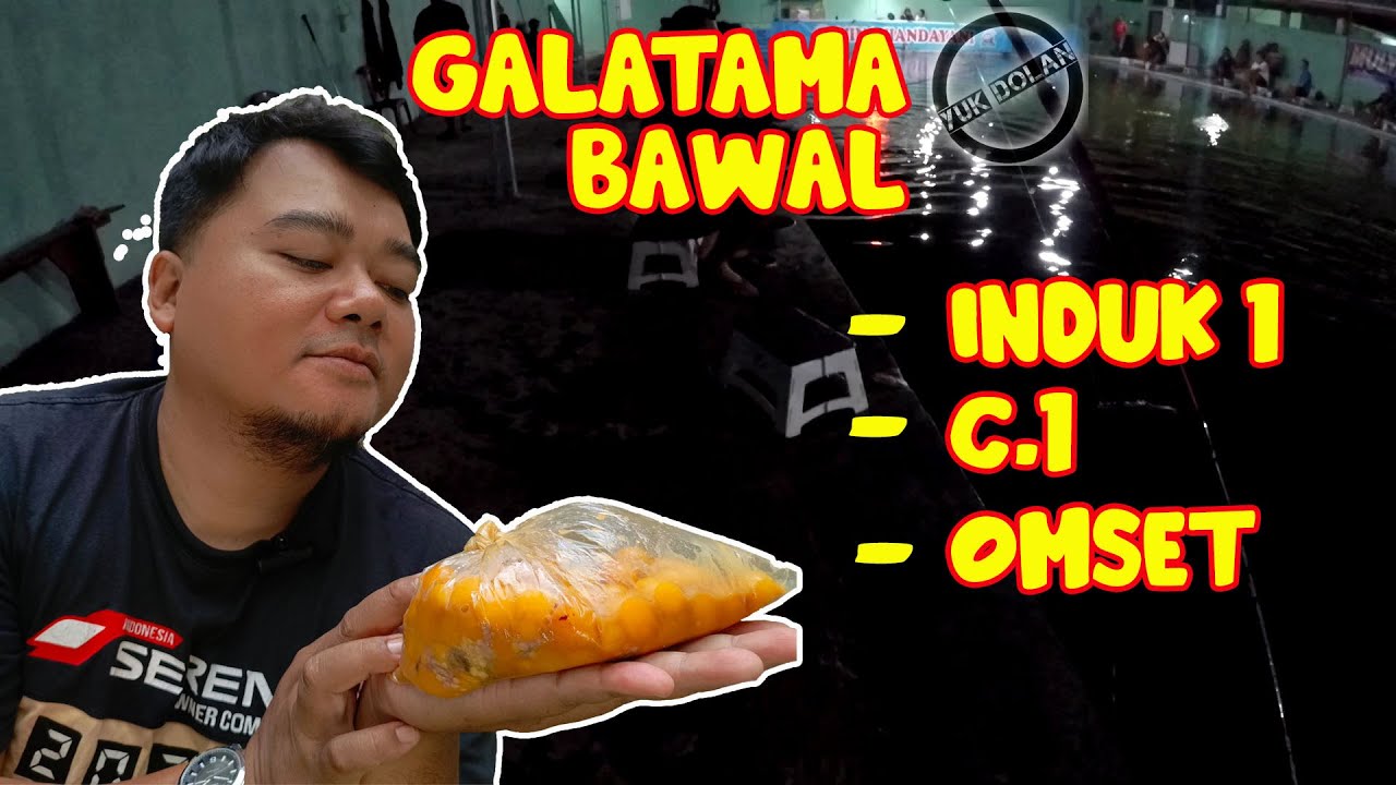 Umpan Tanpa Racikan Galatama Bawal Media uritan burung puyuh